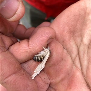 Unverified Moth (Lepidoptera) at Paddys River, ACT - 27 May 2025 by teeniiee