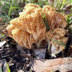 Unverified Fungus at Kambah, ACT - 29 May 2025 by teeniiee