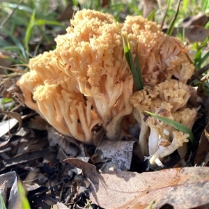 Unverified Fungus at Kambah, ACT - Today by teeniiee