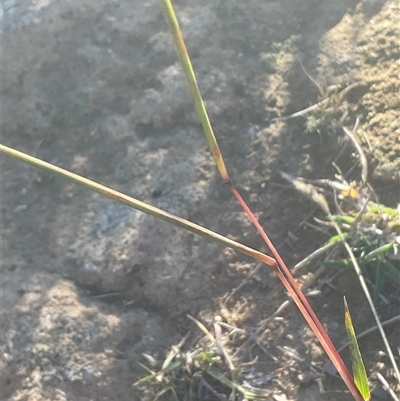 Bothriochloa macra (Red Grass, Red-leg Grass) at Yarralumla, ACT - 28 May 2025 by Jennybach