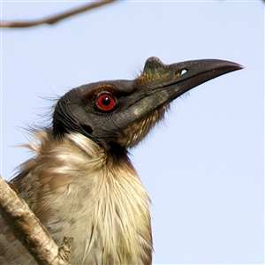 Philemon corniculatus at Welsby, QLD - 19 May 2025 by jb2602