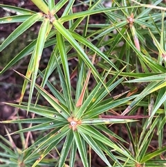 Melichrus erubescens (Ruby Urn Heath) at Crowther, NSW - 28 May 2025 by Frecko