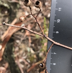 Eucalyptus blakelyi at Crowther, NSW - 28 May 2025 by Frecko
