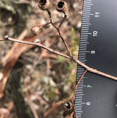 Eucalyptus blakelyi at Crowther, NSW - 28 May 2025 by Frecko