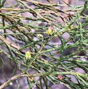 Callitris endlicheri at Crowther, NSW - Yesterday by Frecko