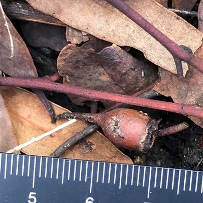 Eucalyptus sideroxylon (Mugga Ironbark) at Crowther, NSW - 28 May 2025 by Frecko