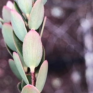 Brachyloma daphnoides at Crowther, NSW - Yesterday by Frecko