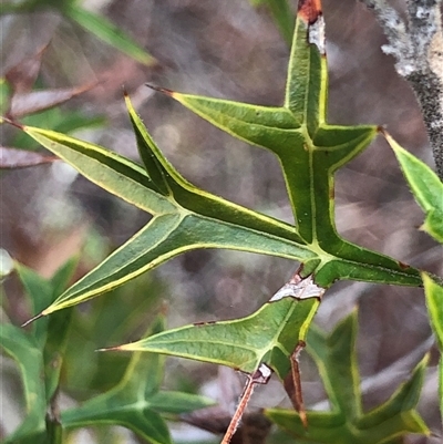 Grevillea ramosissima subsp. ramosissima (Fan Grevillea) at Crowther, NSW - 28 May 2025 by Frecko