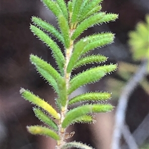 Dillwynia phylicoides at Crowther, NSW - Yesterday by Frecko