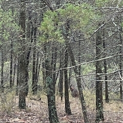 Notamacropus rufogriseus (Red-necked Wallaby) at Crowther, NSW - 28 May 2025 by Frecko
