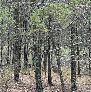 Notamacropus rufogriseus (Red-necked Wallaby) at Crowther, NSW - Yesterday by Frecko