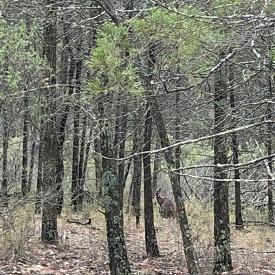 Notamacropus rufogriseus (Red-necked Wallaby) at Crowther, NSW - 28 May 2025 by Frecko