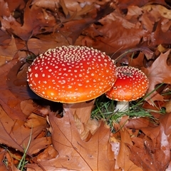 Amanita muscaria (Fly Agaric) at Parkes, ACT - 17 May 2025 by TimL