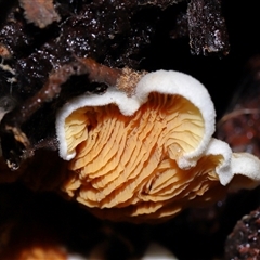 Schizophyllum commune at Paddys River, ACT - 28 May 2025 by TimL