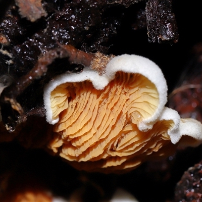 Schizophyllum commune at Paddys River, ACT - 28 May 2025 by TimL