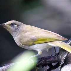 Lichmera indistincta at Bongaree, QLD - 19 May 2025 by jb2602
