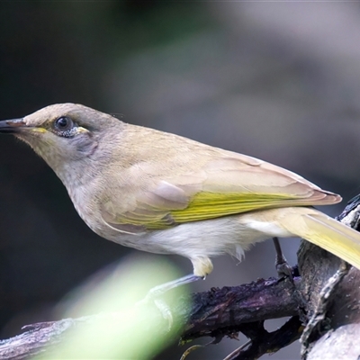 Lichmera indistincta at Bongaree, QLD - 19 May 2025 by jb2602