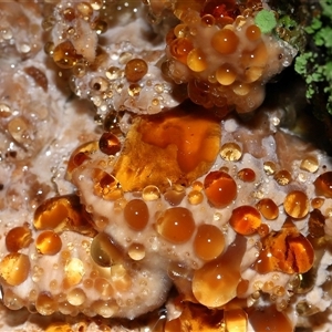 Ryvardenia campyla at Paddys River, ACT - 21 May 2025 by TimL