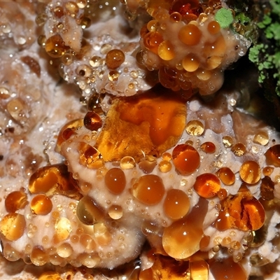 Ryvardenia campyla at Paddys River, ACT - 21 May 2025 by TimL
