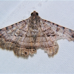 Unverified Noctuoid moth (except Arctiinae) at Quilpie, QLD - 2 Nov 2009 by PJH123