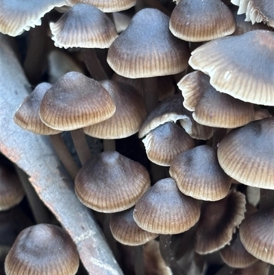 Mycena sp. ‘grey or grey-brown caps’ at Bruce, ACT - 29 May 2025 by JVR