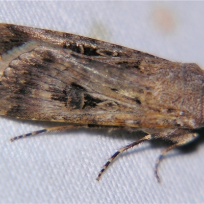 Agrotis munda (Brown Cutworm) at Quilpie, QLD - 1 Nov 2009 by PJH123