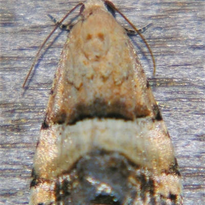 Pseudozarba orthopetes (Neat-lined Zarb) at Quilpie, QLD - 1 Nov 2009 by PJH123