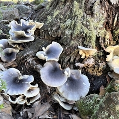 Omphalotus nidiformis at Bucketty, NSW - 28 May 2025 by MartinPredavec