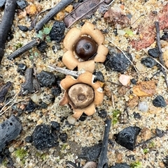Geastrum sp. (genus) at Bucketty, NSW - Yesterday by MartinPredavec