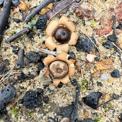 Geastrum sp. (genus) at Bucketty, NSW - Yesterday by MartinPredavec