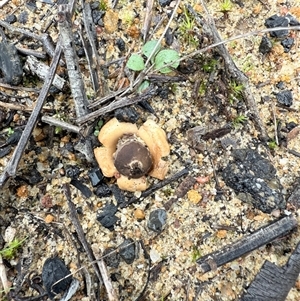 Geastrum sp. (genus) at Bucketty, NSW - 29 May 2025 09:05 AM