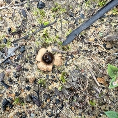 Geastrum sp. (genus) at Bucketty, NSW - 29 May 2025 09:05 AM
