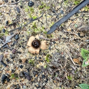 Geastrum sp. (genus) at Bucketty, NSW - 29 May 2025 09:05 AM