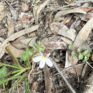 Lobelia purpurascens at Bucketty, NSW - Today by MartinPredavec