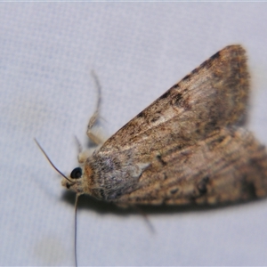 Unverified Noctuoid moth (except Arctiinae) at Quilpie, QLD - 1 Nov 2009 by PJH123