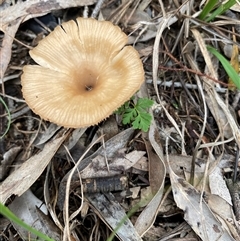 Unverified Cap on a stem; gills below cap [mushrooms or mushroom-like] at Broke, NSW - Yesterday by RoyP