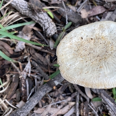 Unverified Cap on a stem; gills below cap [mushrooms or mushroom-like] at Broke, NSW - Yesterday by RoyP