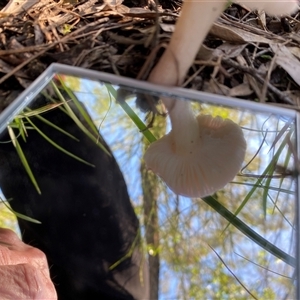 Russula sp. (genus) at Broke, NSW - 28 May 2025 03:09 PM