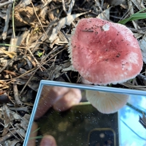 Russula sp. (genus) at Broke, NSW - 28 May 2025 03:09 PM