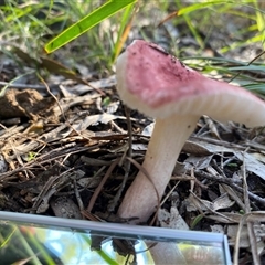 Russula sp. (genus) at Broke, NSW - 28 May 2025 03:09 PM