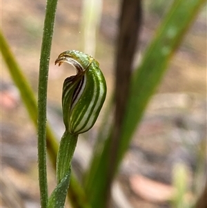 Pterostylis ventricosa at Wingello, NSW - 23 Mar 2025 by Tapirlord