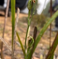 Pterostylis ventricosa at Wingello, NSW - suppressed