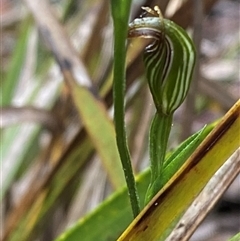 Pterostylis ventricosa at Wingello, NSW - suppressed