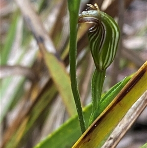 Pterostylis ventricosa at Wingello, NSW - suppressed