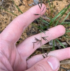 Eragrostis brownii at Wingello, NSW - 23 Mar 2025 by Tapirlord