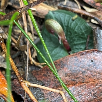 Corybas aconitiflorus at Bundanoon, NSW - 23 Mar 2025 by Tapirlord
