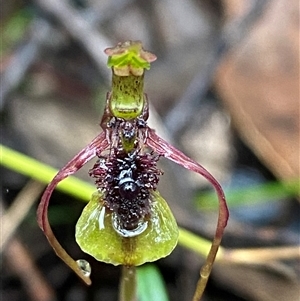 Chiloglottis reflexa at Bundanoon, NSW - 23 Mar 2025 by Tapirlord