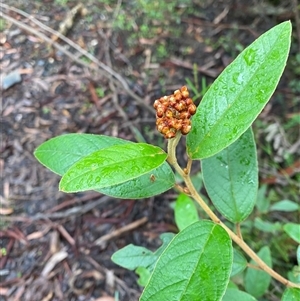 Pomaderris lanigera at Bundanoon, NSW - 23 Mar 2025 by Tapirlord