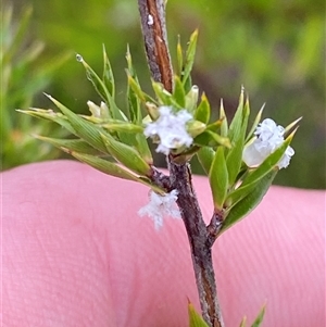 Leucopogon appressus at Bundanoon, NSW - 23 Mar 2025 by Tapirlord