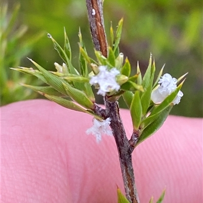 Leucopogon appressus at Bundanoon, NSW - 23 Mar 2025 by Tapirlord
